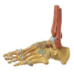 Right Foot Skeleton (Rigid) Model